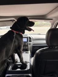 Found/Stray Male Dog last seen Landover dr, Clemmons , Clemmons, NC 27012