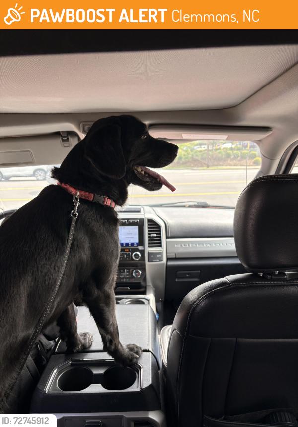 Found/Stray Male Dog last seen Landover dr, Clemmons , Clemmons, NC 27012