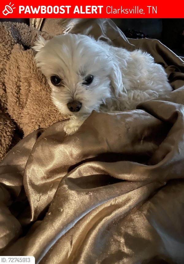Lost Female Dog last seen Near Country Club Drive, Clarksville, TN 37043