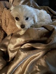 Lost Female Dog last seen Near Country Club Drive, Clarksville, TN 37043