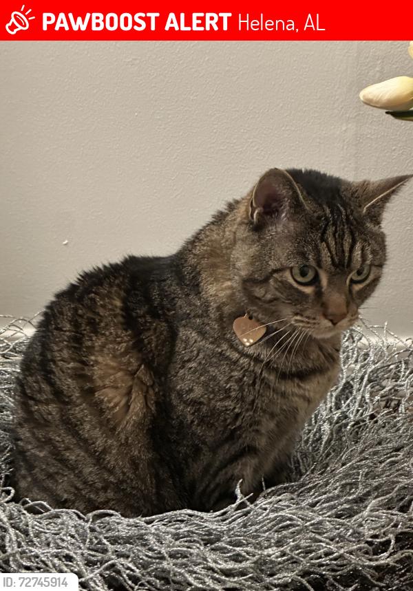 Lost Female Cat last seen Scurlock Road all the way at the end of the road., Helena, AL 35080