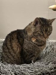 Lost Female Cat last seen Scurlock Road all the way at the end of the road., Helena, AL 35080