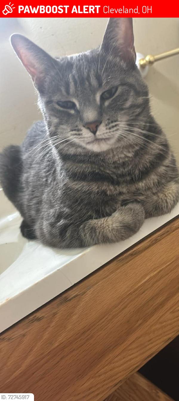 Lost Female Cat last seen Lorain ave lost from w114th arden , Cleveland, OH 44111
