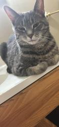 Lost Female Cat last seen Lorain ave lost from w114th arden , Cleveland, OH 44111