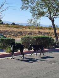 Found/Stray Unknown Dog last seen School Area , Adelanto, CA 92301