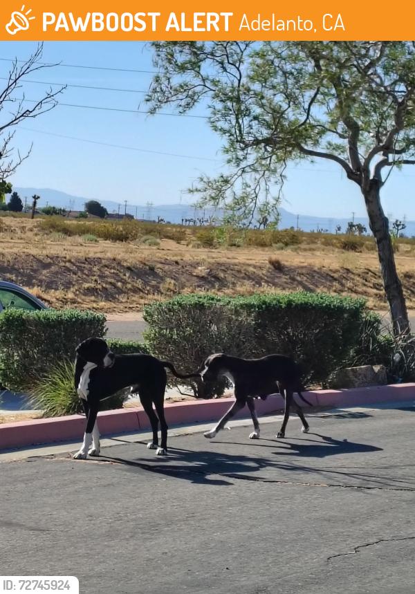 Found/Stray Unknown Dog last seen School Area , Adelanto, CA 92301