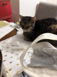 Reunited Female Cat last seen Near Creekside Drive, Morganton NC, Morganton, NC 28655