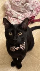 Lost Male Cat last seen The playground in the neighbors, Denton, TX 76210