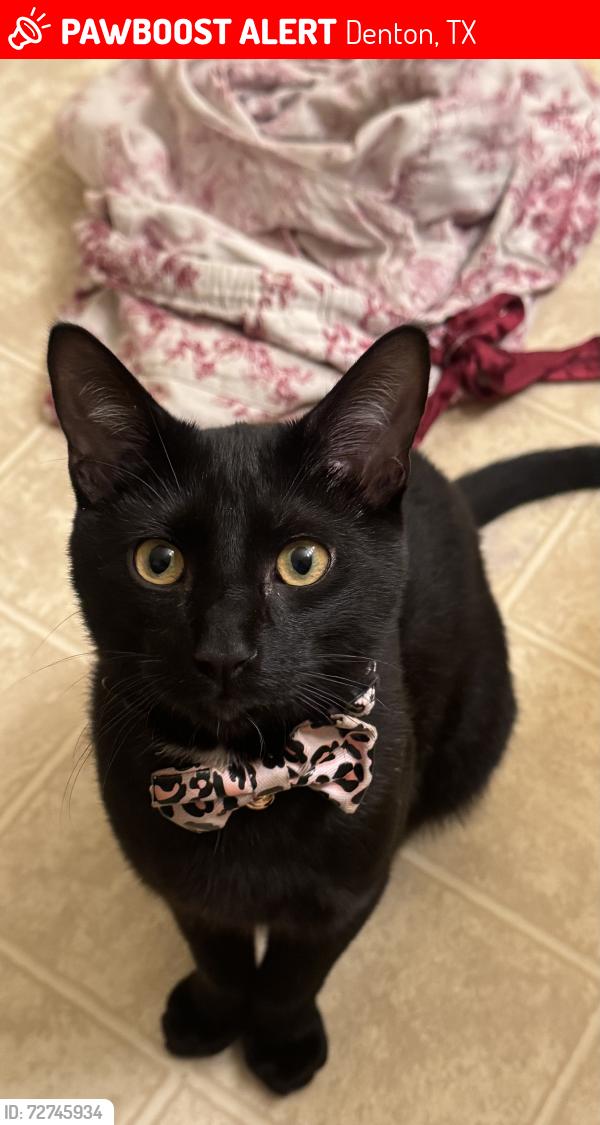 Lost Male Cat last seen The playground in the neighbors, Denton, TX 76210