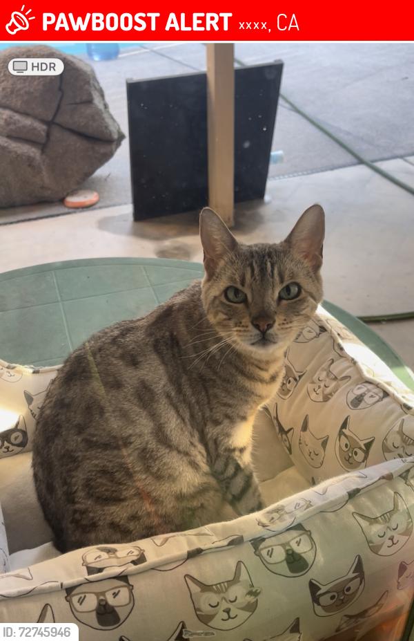 Lost Female Cat last seen Clovis and sunny side, 克洛维斯, CA 93612