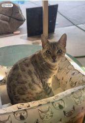 Lost Female Cat last seen Clovis and sunny side, 克洛维斯, CA 93612