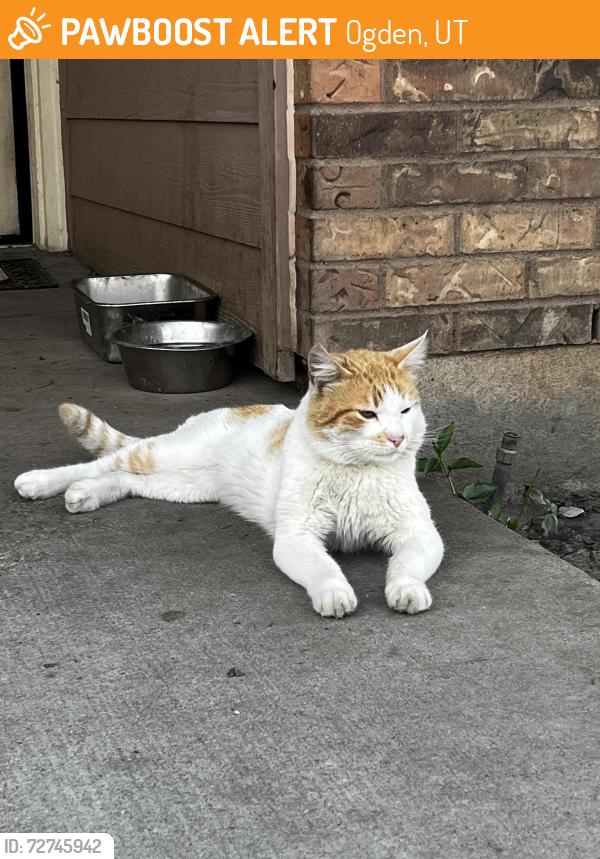 Found/Stray Male Cat last seen Just off Washington across from Walmart , Ogden, UT 84404