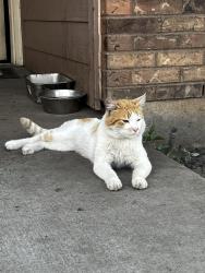 Found/Stray Male Cat last seen Just off Washington across from Walmart , Ogden, UT 84404