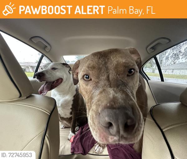 Found/Stray Male Dog last seen Babcock and Malabar, Palm Bay, FL 32907