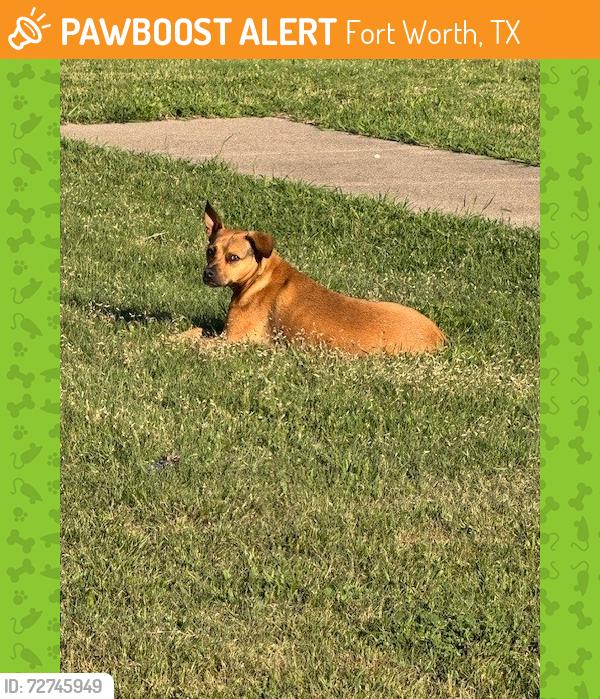 Found/Stray Unknown Dog last seen FINCHER AND GARY DR, Fort Worth, TX 76117