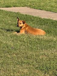 Found/Stray Unknown Dog last seen FINCHER AND GARY DR, Fort Worth, TX 76117