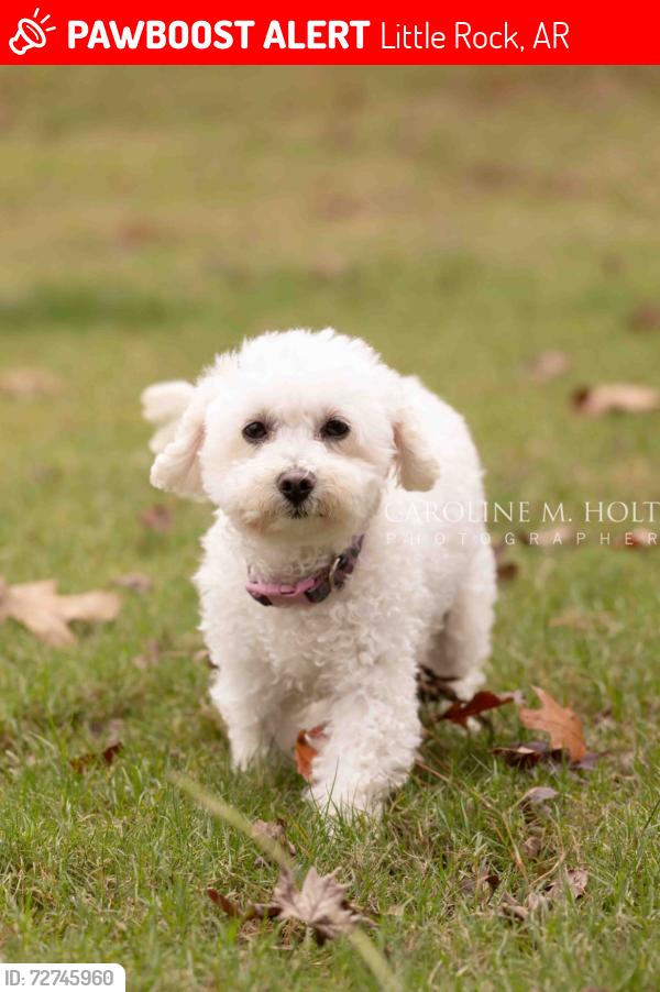 Lost Female Dog last seen Near green mountain drive and Rodney’s parham , Little Rock, AR 72211