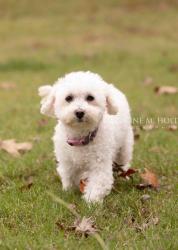 Lost Female Dog last seen Near green mountain drive and Rodney’s parham , Little Rock, AR 72211