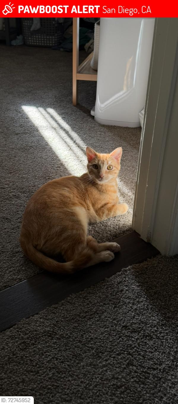 Lost Male Cat last seen perry elementary , San Diego, CA 92139