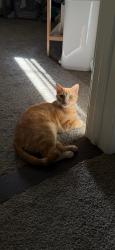 Lost Male Cat last seen perry elementary , San Diego, CA 92139