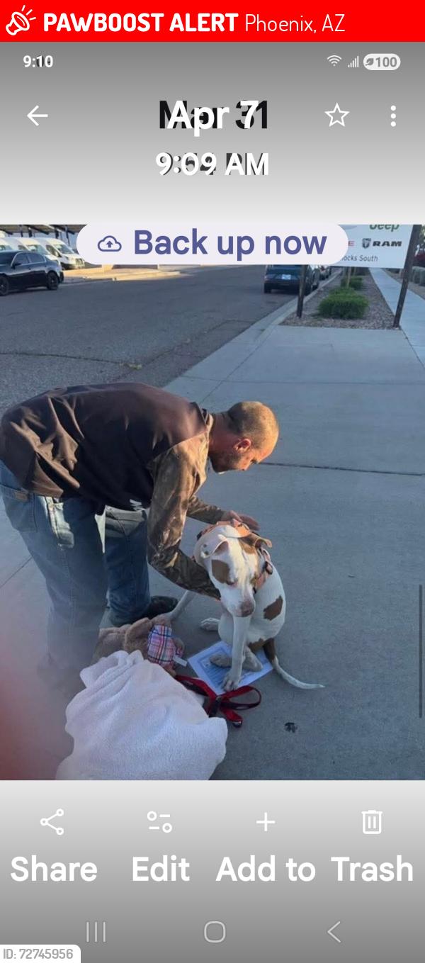 Lost Female Dog last seen Bell rd and the freeway 117, Phoenix, AZ 85023