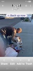 Lost Female Dog last seen Bell rd and the freeway 117, Phoenix, AZ 85023