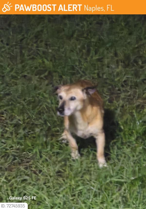 Found/Stray Female Dog last seen 31st Ave NE and Desoto Blvd, Naples, FL 34120