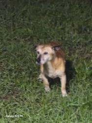 Found/Stray Female Dog last seen 31st Ave NE and Desoto Blvd, Naples, FL 34120