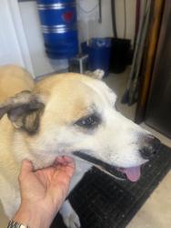 Found/Stray Male Dog last seen Calle Colina Av, Poway, CA 92064