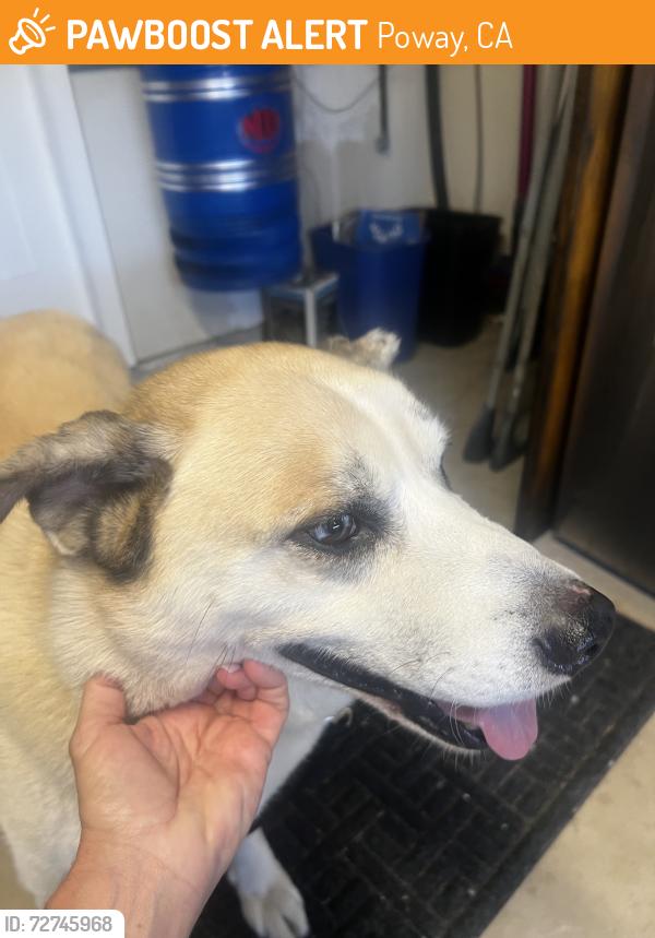 Found/Stray Male Dog last seen Calle Colina Av, Poway, CA 92064