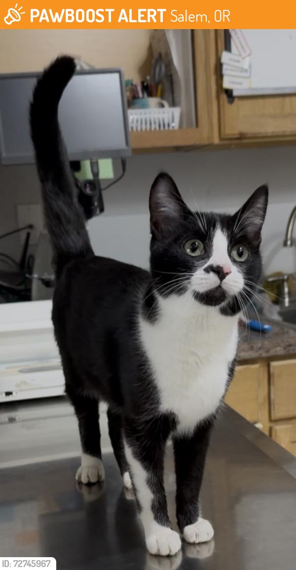 Found/Stray Female Cat last seen Wallace Marine Park, Salem, OR 97304