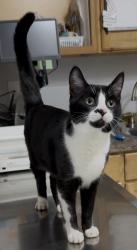 Found/Stray Female Cat last seen Wallace Marine Park, Salem, OR 97304