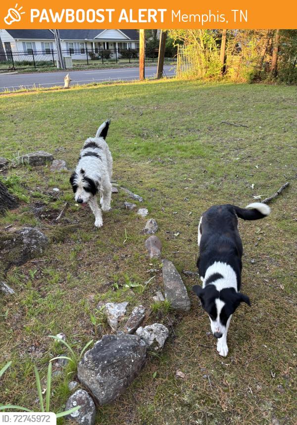Found/Stray Unknown Dog last seen Near Tutwiler Ave., Memphis, TN 38122