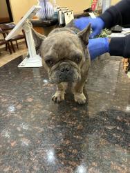 Found/Stray Unknown Dog last seen Side of Massachussetts Avenue, Pensacola, FL 32505