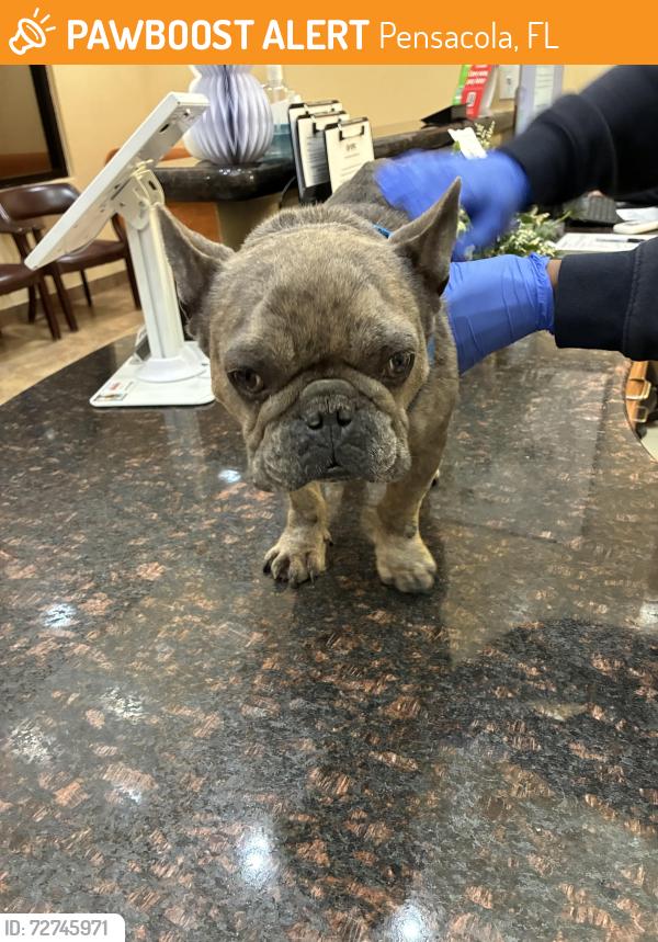 Found/Stray Unknown Dog last seen Side of Massachussetts Avenue, Pensacola, FL 32505
