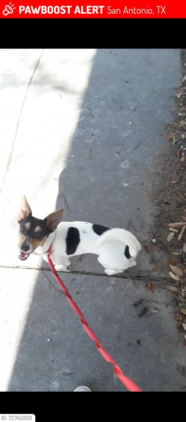 Lost Male Dog last seen Near N Alamo, & 3rd and Alamo, San Antonio, TX 78205