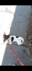 Lost Male Dog last seen Near N Alamo, & 3rd and Alamo, San Antonio, TX 78205