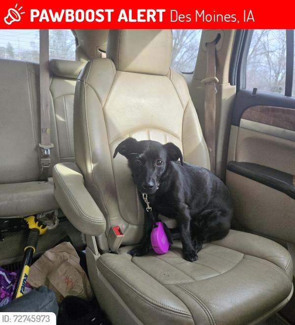 Lost Female Dog last seen Southside desmoines by McKinley elementary , Des Moines, IA 50315