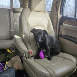 Lost Female Dog last seen Southside desmoines by McKinley elementary , Des Moines, IA 50315