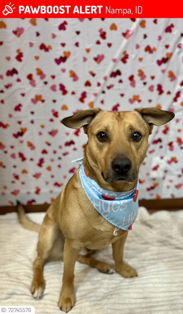 Lost Male Dog last seen Caldwell blvd & Hoffman ln. By campos market., Nampa, ID 83651