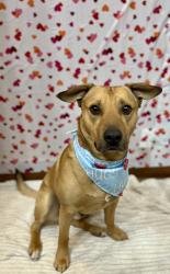 Lost Male Dog last seen Caldwell blvd & Hoffman ln. By campos market., Nampa, ID 83651