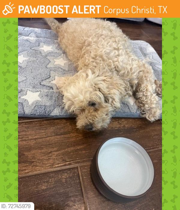 Found/Stray Female Dog last seen South Oso Parkway and Lago Vista Drive (south intersection), Corpus Christi, TX 78414