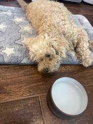 Found/Stray Female Dog last seen South Oso Parkway and Lago Vista Drive (south intersection), Corpus Christi, TX 78414