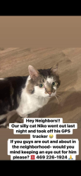 Lost Male Cat last seen Slowburn Drive and Don Gomez Lane , Garland, TX 75043