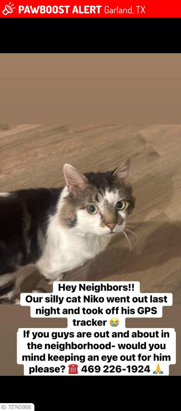 Lost Male Cat last seen Slowburn Drive and Don Gomez Lane , Garland, TX 75043