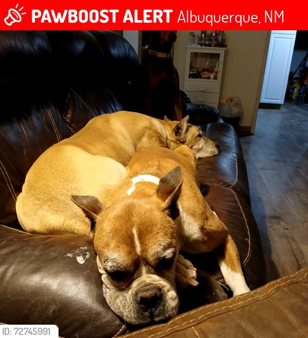 Lost Female Dog last seen Manuel, San mateo Canderleria  Carlisle  area, Albuquerque, NM 87110