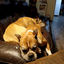 Lost Female Dog last seen Manuel, San mateo Canderleria  Carlisle  area, Albuquerque, NM 87110