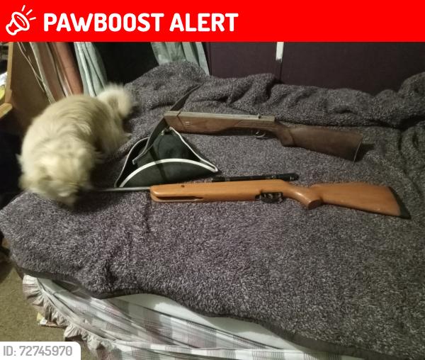 Lost Male Dog last seen Reader road, Escambia County, FL 32526