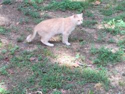 Lost Male Cat last seen Overton Rd, Blanford Street, Irondale, AL 35210
