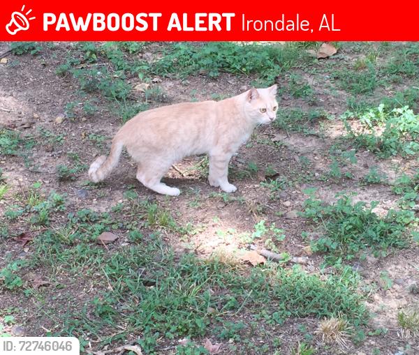 Lost Male Cat last seen Overton Rd, Blanford Street, Irondale, AL 35210